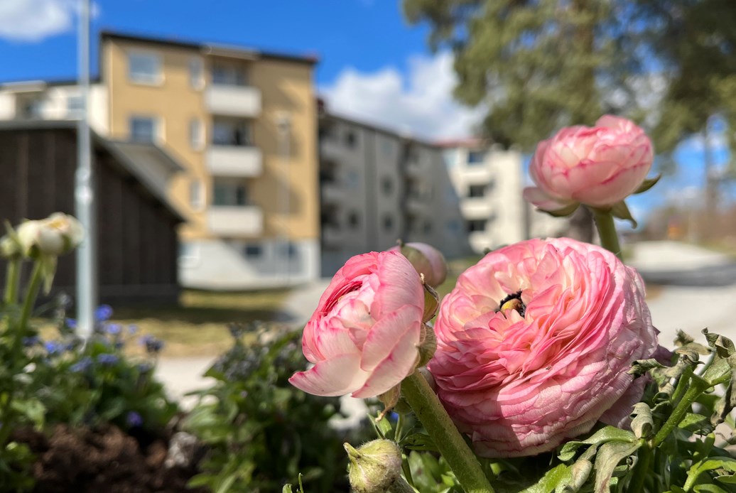 Rosa blommor med ett gult och vitt flerbostadshus i bakgrunden