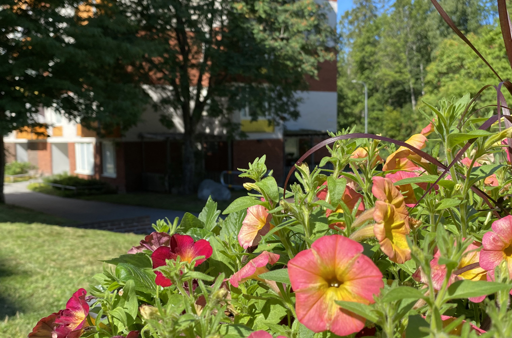 Blommor i rosa framför ett flerbostadshus