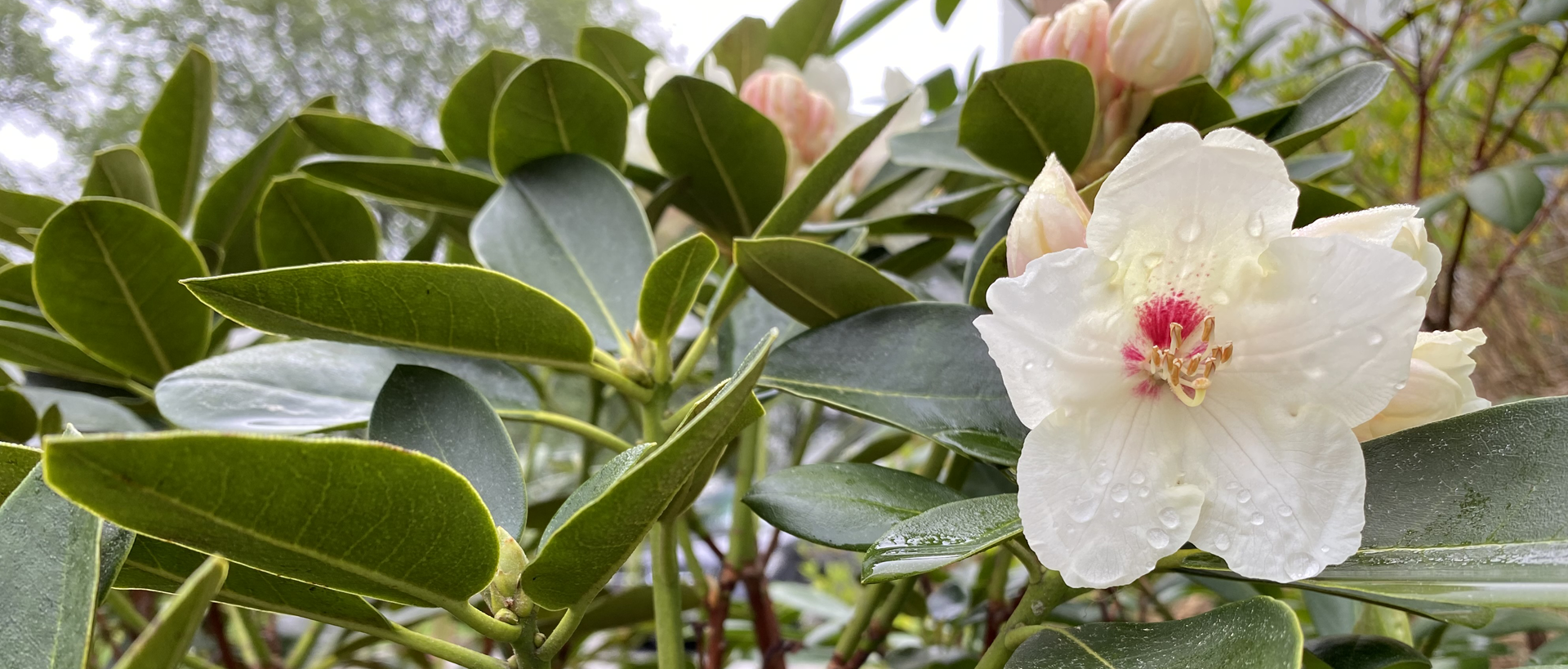Vit rhododendronblomma med gröna blad.